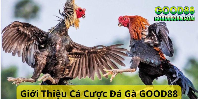 Giới thiệu về đá gà GOOD88 