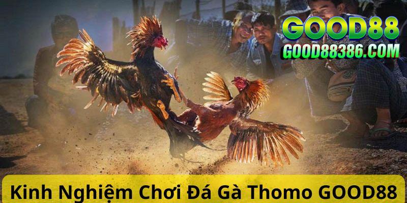 Bật mí mẹo chơi đá gà Thomo tại GOOD88 thắng lớn 