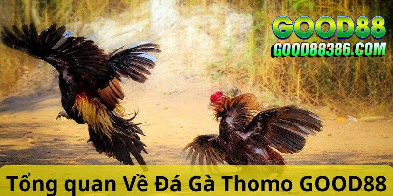 Giới thiệu thông tin về đá gà Thomo GOOD88