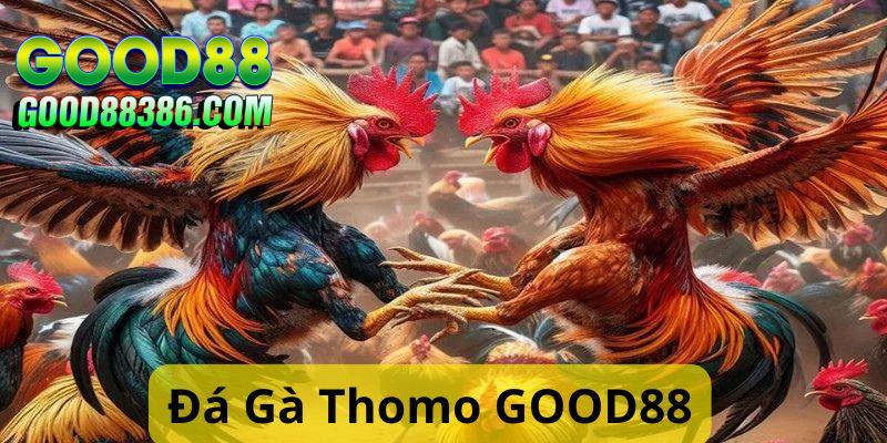 Bật mí mẹo chơi đá gà Thomo tại GOOD88 thắng lớn 